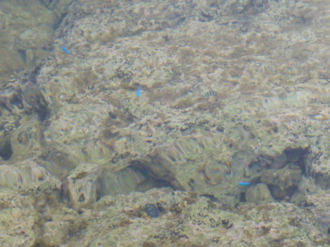 海を覗くと、青い魚が泳いでいた。<br /><br />「朝の海ってワクワクする〜。」