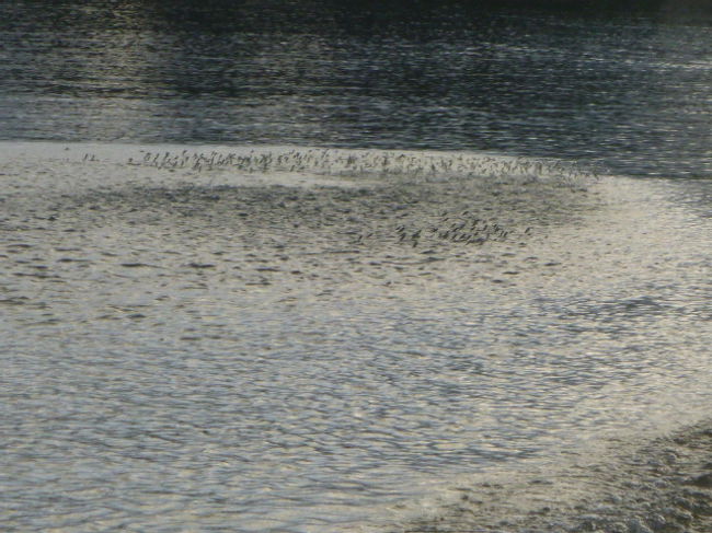 大きな魚に追われた小魚の群れが水面を飛びあがる光景と何度も出合った。<br /><br />「これは圧巻！」