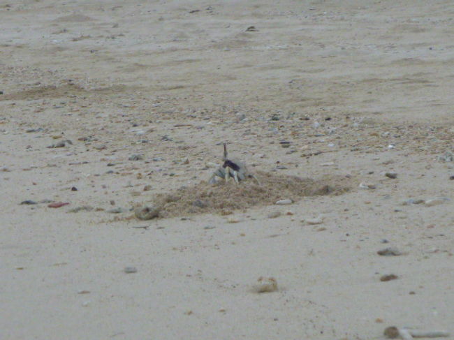 【３日目】<br />６時頃、ホテル隣の海岸を散歩。<br /><br />カサカサと逃げるヤドカリの音、活発に歩くカニ（超早っ！）など、興味が尽きない。