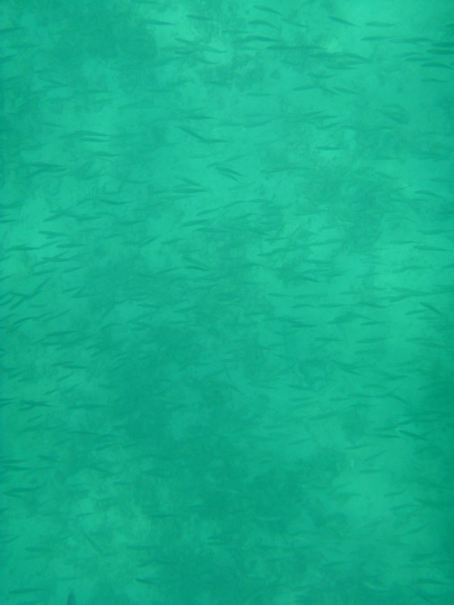 イワシの大群、物凄い数だった。