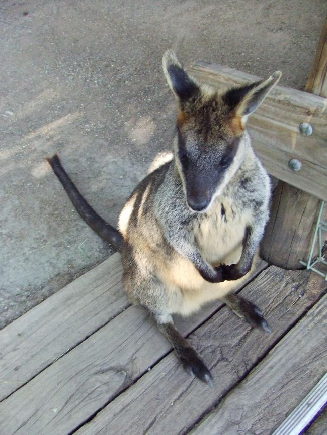 ワラビーなんかは、基本放し飼いでした。<br />少し距離は置かれるものの、あまり逃げません。<br />とてもかわいい。。。<br />