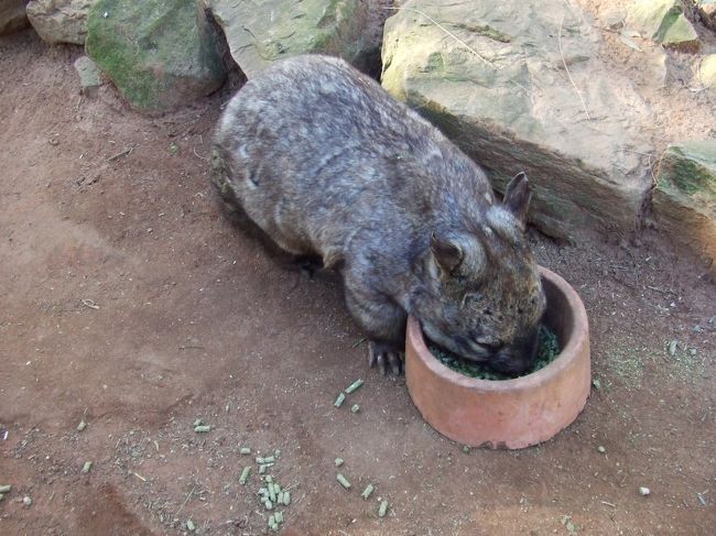 ウォンバット<br />意外と大きい