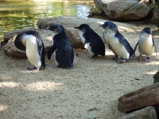 リトル・ペンギン