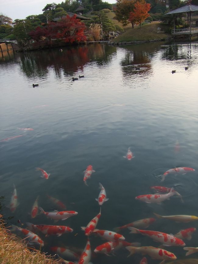 人影を察して、一気に集まる鯉。<br /><br />「エアで餌やり〜（笑）」