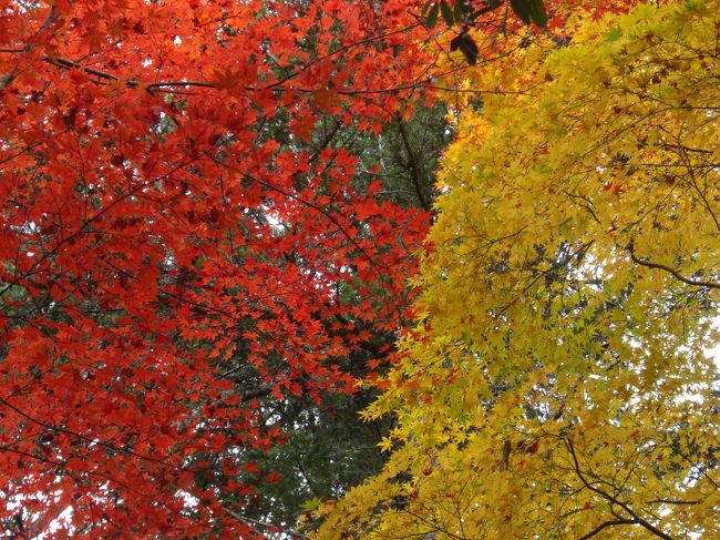 赤と黄色の艶やかな紅葉。