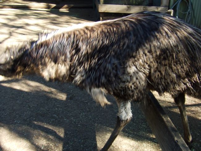 こんなのも目の前を横切ります