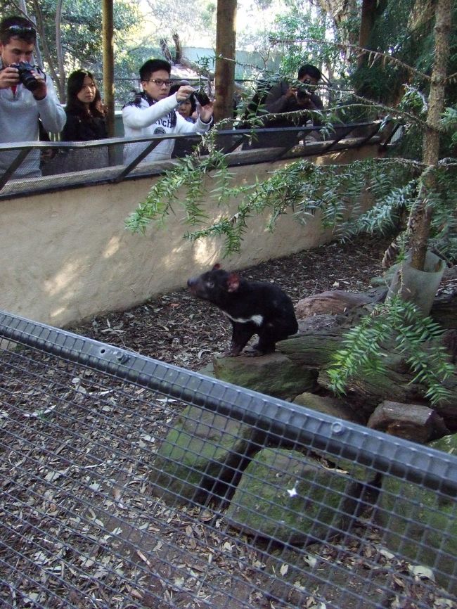 タスマニアデビル！<br />見た目は小さくてかわいいのに、かなり凶暴らしく、<br />飼育員さんもエサは柵の上から与えてました。<br />もしも下りたら、足を食いちぎられる、と。。