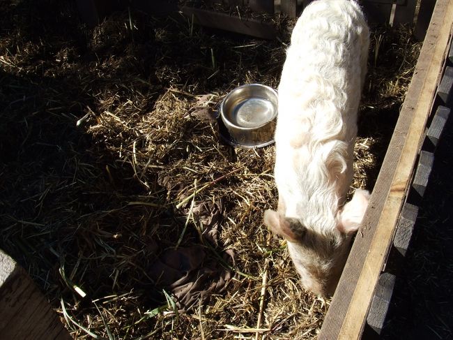 庭でブタが飼われていました
