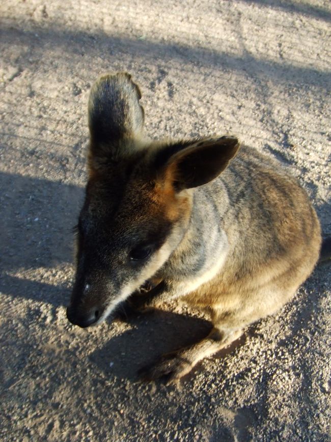シドニーはのんびりしていて、<br />コーヒーが美味しくて、幸せな夏休みを過ごせました。<br /><br />ありがとう。また行きます、シドニー！