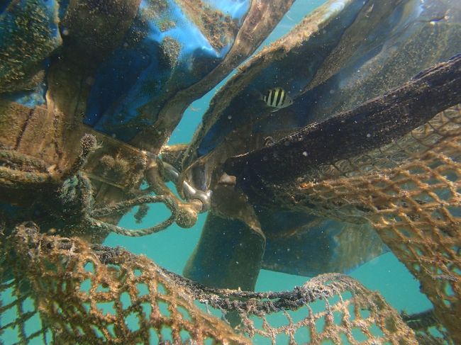 クラゲネットぎりぎりまで泳ぐ！！<br /><br />気持ちいい。<br />