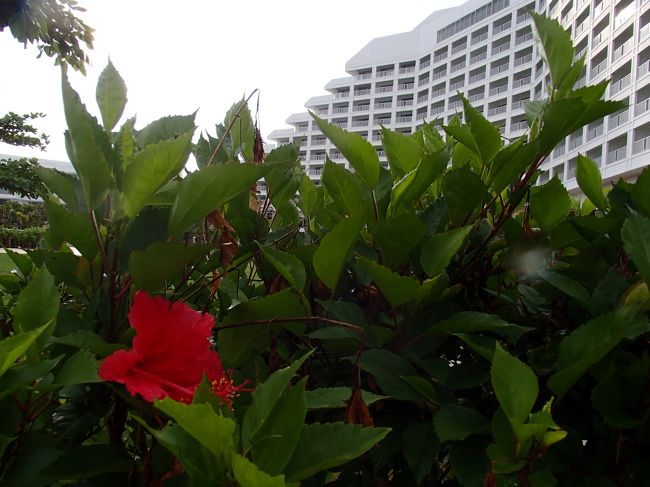 いいねっ！<br />おきなわ。