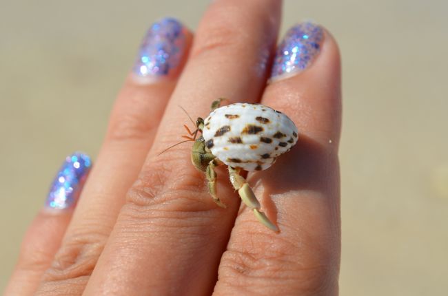 ヤドカリだって美しい。