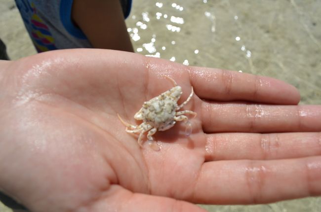 カニ発見。すんごい早さで泳ぐの。<br />わざわざ　後日図書館まで行って名前調べたのに・・・<br />忘れた！関東地方にはいないみたい。