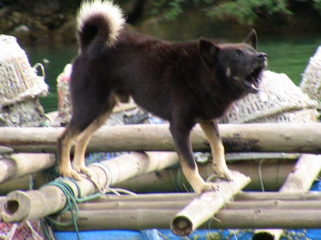水上生活者にも犬を飼うところあり。<br />吠えてます。<br />