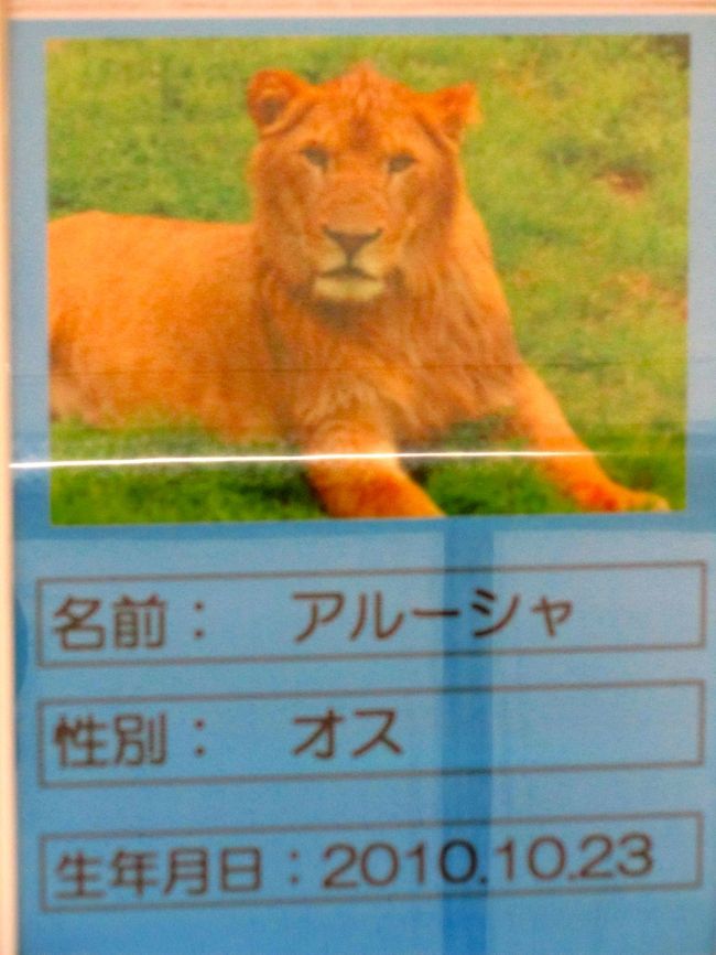 初秋の多摩動物公園 2 ライオンバスに乗って プチプチ サファリ気分を味わおう 本番は実質５分で終わったけれど 日野 昭島 東京 の旅行記 ブログ By まみさん フォートラベル