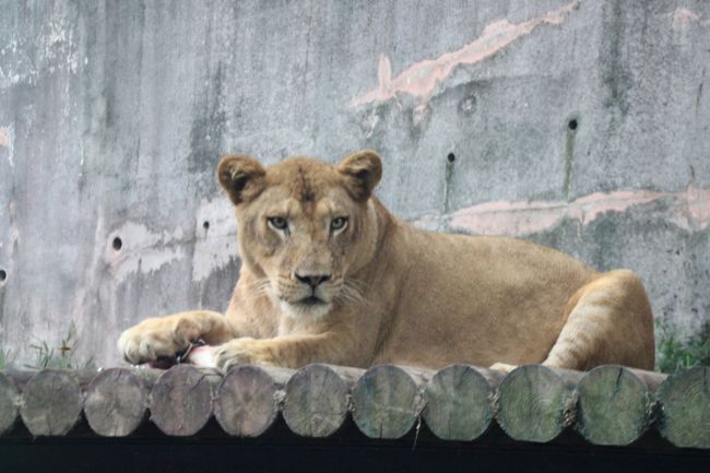 初秋の多摩動物公園 2 ライオンバスに乗って プチプチ サファリ気分を味わおう 本番は実質５分で終わったけれど 日野 昭島 東京 の旅行記 ブログ By まみさん フォートラベル