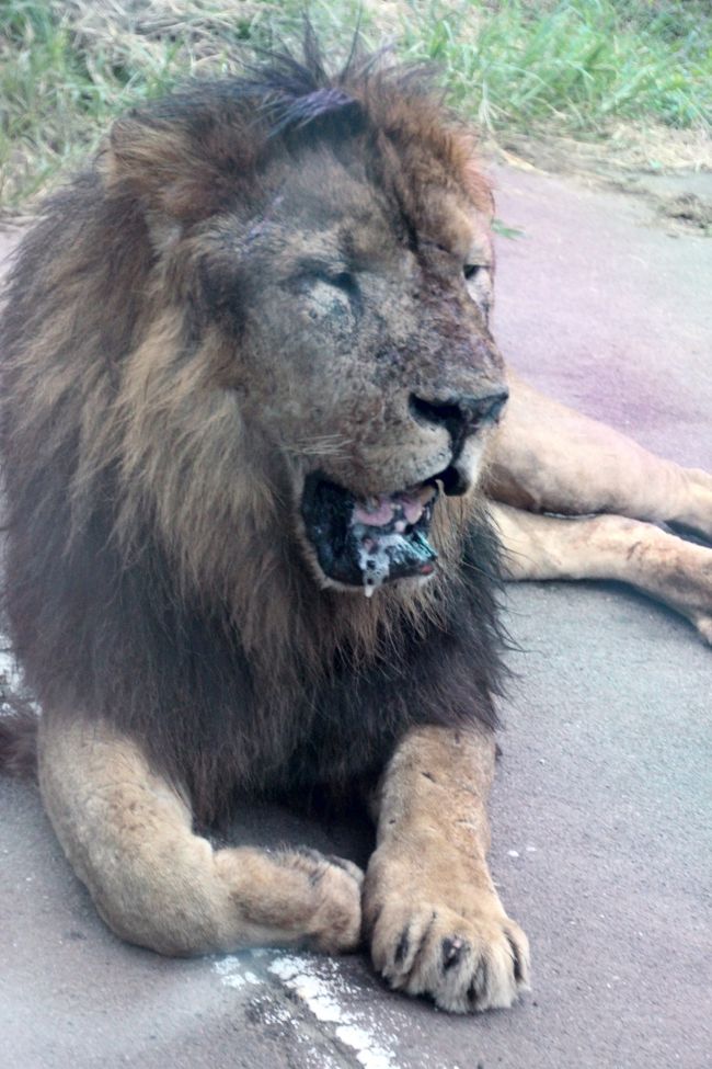 初秋の多摩動物公園 2 ライオンバスに乗って プチプチ サファリ気分を味わおう 本番は実質5分で終わったけれど 日野 昭島 東京 の旅行記 ブログ By まみさん フォートラベル 初秋の多摩動物公園 2 ライオンバスに乗って プチプチ サファリ気分を味わおう 本番は実質5分で終わったけれど 日野 昭島 東京 の旅行記 ブログ By まみさん フォートラベル