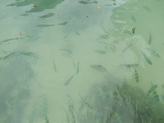 魚がいっぱい。触れそうで触れない。