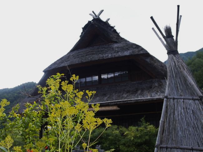 オミナエシが秋の訪れを感じさせるね。