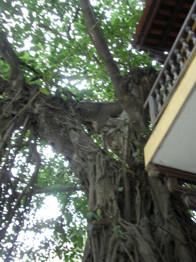 ハノイの街路樹<br /><br />根っこがの様な枝がたくさん垂れています。<br />樹齢も相当でしょうね