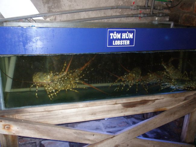 レストランまでの通路にいろんな海鮮物の水槽があります。<br /><br />五色海老がうっまそー！