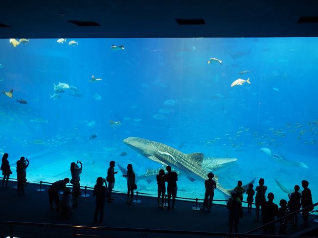 夕方には美ら海水族館へ。<br />16時からのチケットで安く入館できます。<br /><br />今年も元気に泳いでる…<br /><br />この水族館、ジンベイザメのこの水槽も圧巻だし、亀が居たり、イルカが居たりと楽しめるのだけど<br />数年前から展示してるものや方法が何にも変わってない…。<br />大丈夫かな。
