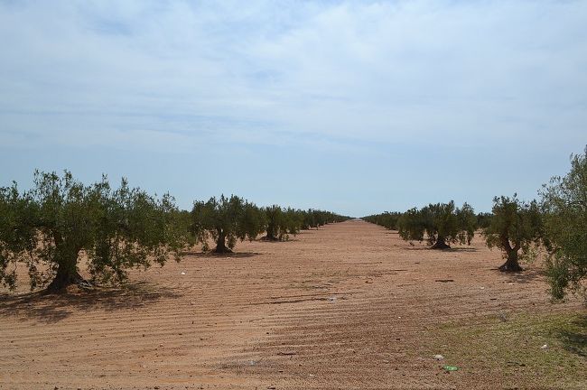 ガベスまでの道の両側には、広大なオリーブ畑。オリーブも重要な輸出商品の一つ。