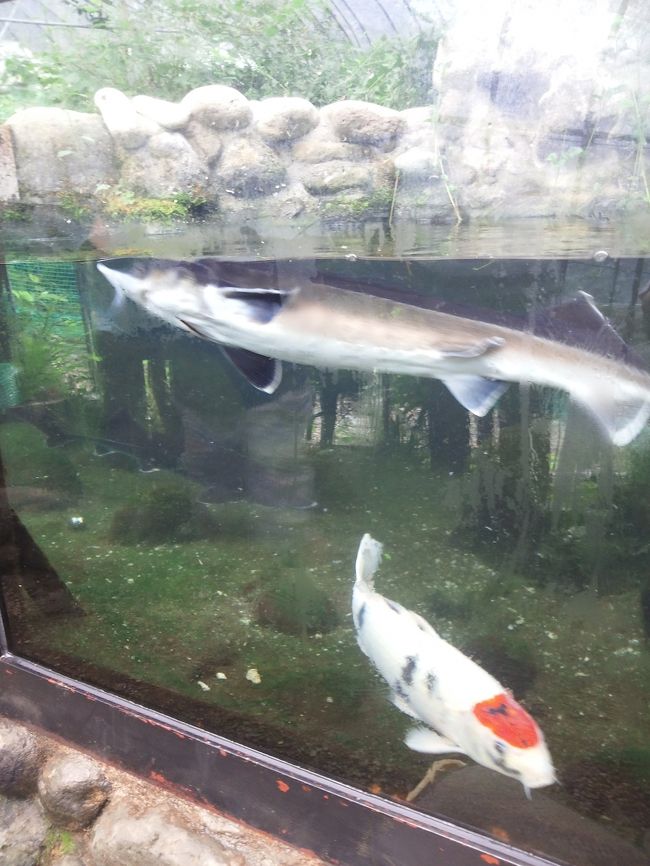 　何故かキャビアと鯉が・・・