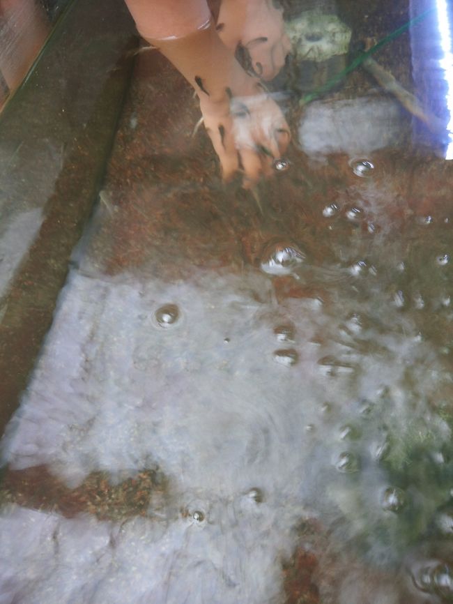 　ドクターフィッシュが・・・<br /><br />　他でやれば１０分１０００円とか<br /><br />　入場料金５００円で格安