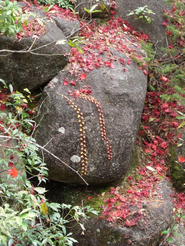 落ちた紅葉も秋を演出。