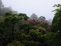 朝、目が覚めて窓の外を見ると雨。
今日は、箱根湿生花園にでも行こうかと考えていたのだが、霧も深く、この雨では気が引けた。
でも、庭に咲く百日紅の花が、雨に煙る景色の中でとてもきれいだった。