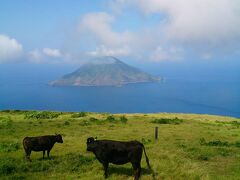 八丈小島と牛さんたちー