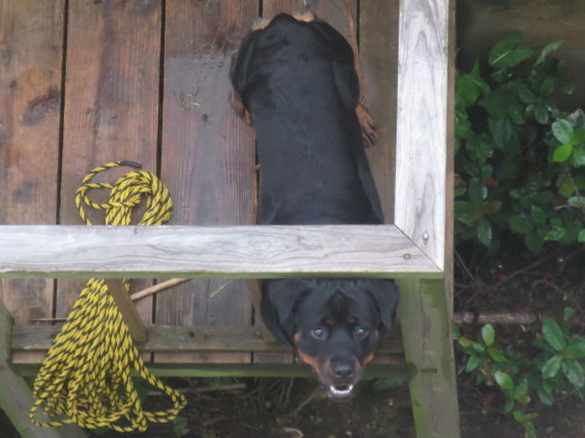 3階にある洗濯物を干すところから下を見ると、さくらちゃんがいた。<br /><br />呼びかけたら、こちらを見た。かわいい。