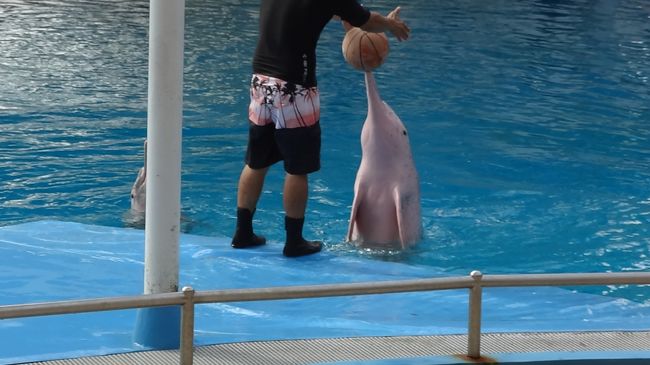 １５時頃、アンダーウォーターワールドとピンクイルカのドルフィンラグーンへ。<br /><br />「ほんとにピンク色！」