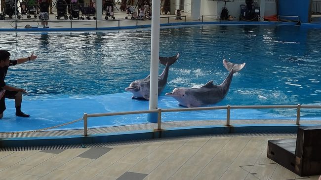 ピンクイルカのショーに癒される。<br /><br />「カワイイ。」<br />