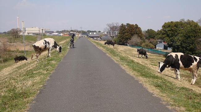 荒川サイクリングコース 旧熊谷陸軍飛行学校桶川分教場跡や榎本牧場他 鴻巣 桶川 北本 埼玉県 の旅行記 ブログ By Kamiちゃんさん フォートラベル