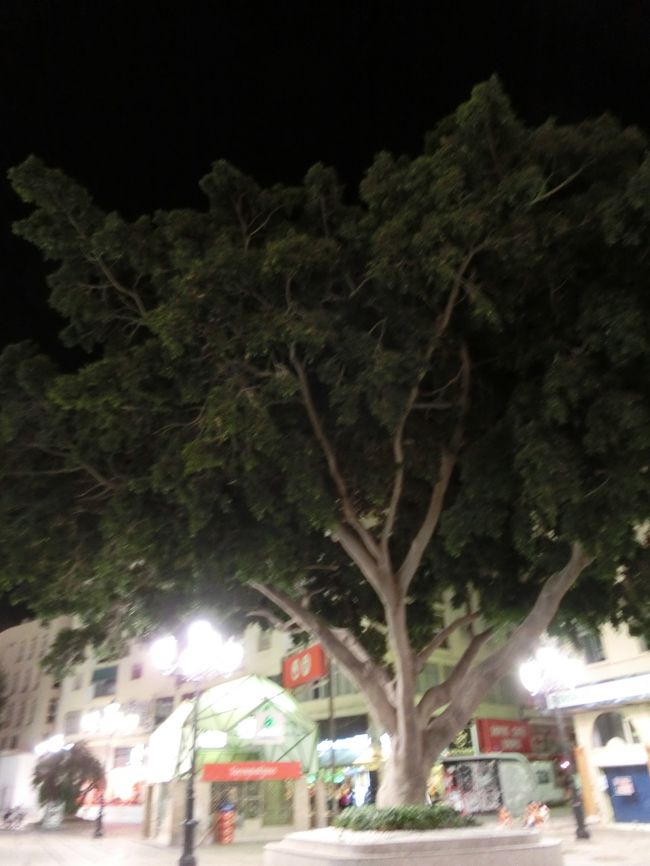 この巨大な木には、kuritchiさんのテンションがアップ↑↑