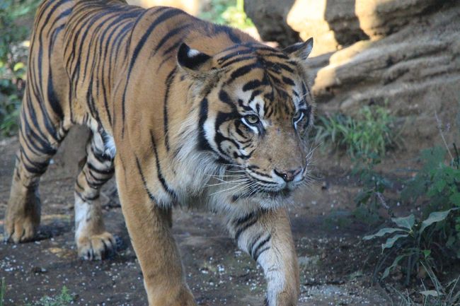 十数年ぶりの上野動物園 トラは？パンダは？ 』上野・御徒町(東京)の