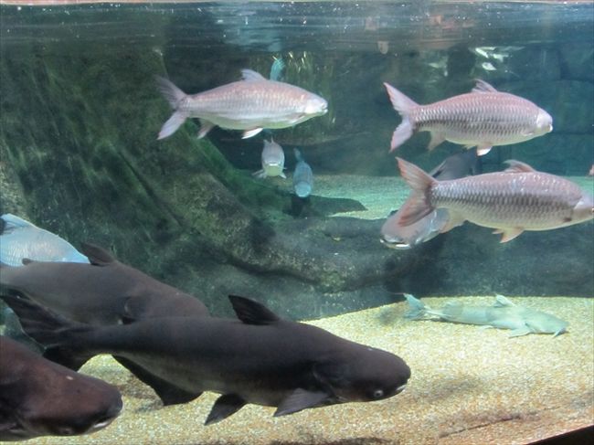 世界最大級の淡水魚水族館 アクア・トト ぎふ』各務原(岐阜県)の旅行記 