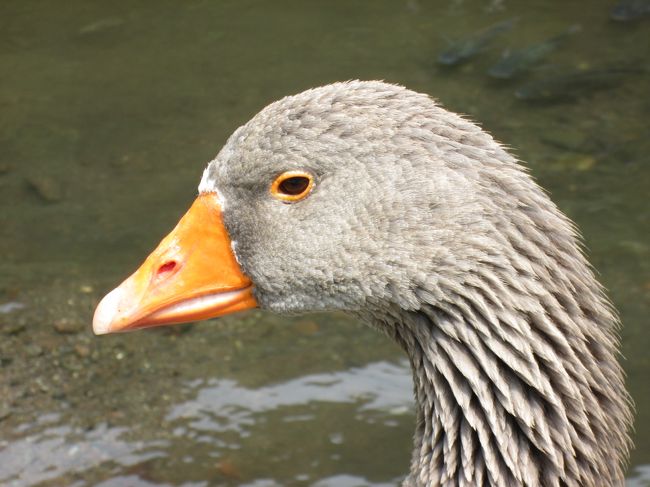 湖にけっこう大きな鳥が数羽いました。誰かが飼っているんでしょうか？<br />アヒル？ガチョウ？<br />鳥が苦手な友人は青ざめていました。
