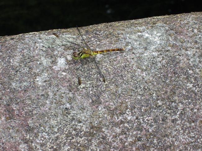 神社で見つけたトンボ。<br />あっという間の５０分ミニ周遊でした。<br />駅前からまた徒歩でホテルに戻りチェックイン。<br />歩き疲れた体に温泉が気持ちよく、食事もおいしくて満足、満足。<br />１日目終了です。