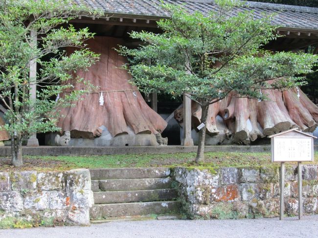 同じくスカーボロで行った宇奈岐日女神社。<br />台風で倒れたご神木の切り株が保存されています。