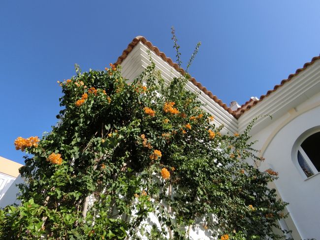 オレンジのお花も、葉っぱの緑も、