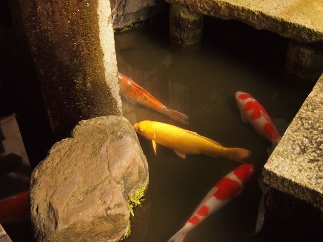 厠の前の池には　大きな錦鯉。
