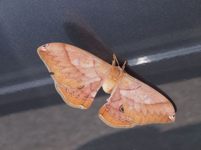 そーと　ドアを開けて　走り出したら　やっと飛んでいきました。