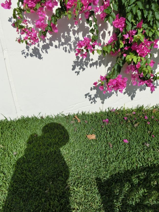 お花と、影で記念撮影〜