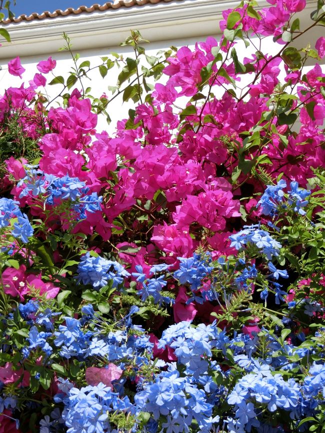 お花は、どこでも映えてました。