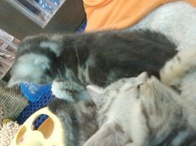 士林夜市へ<br /><br />台湾ではペットブームなのかたくさんの犬猫が<br />売られてました