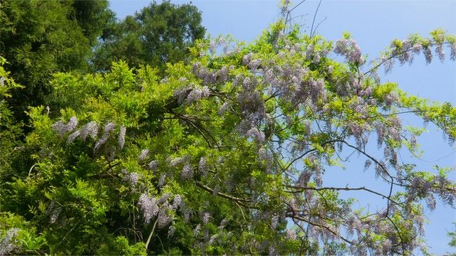 笠間花めぐり 1笠間稲荷の八重の藤と大藤 笠間 茨城県 の旅行記 ブログ By まりも母さん フォートラベル