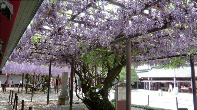 笠間花めぐり 1笠間稲荷の八重の藤と大藤 笠間 茨城県 の旅行記 ブログ By まりも母さん フォートラベル